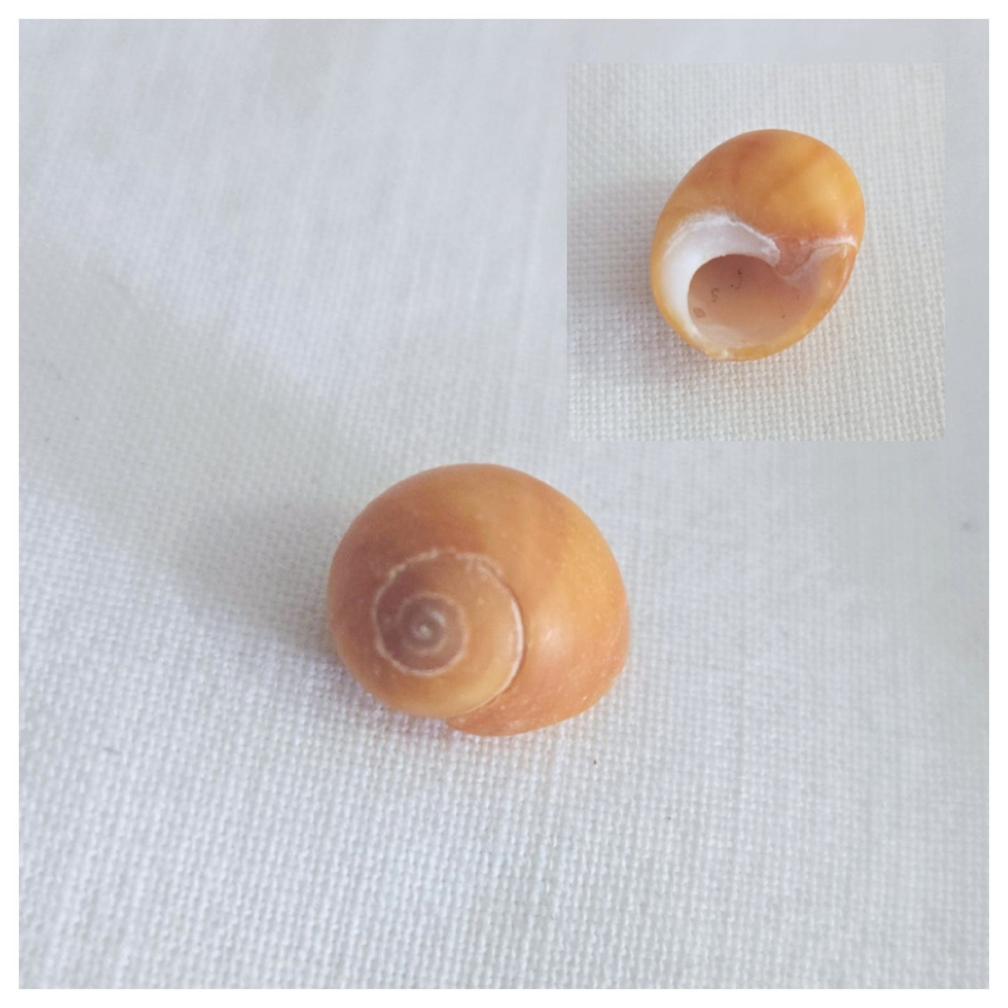 Littorine Orange