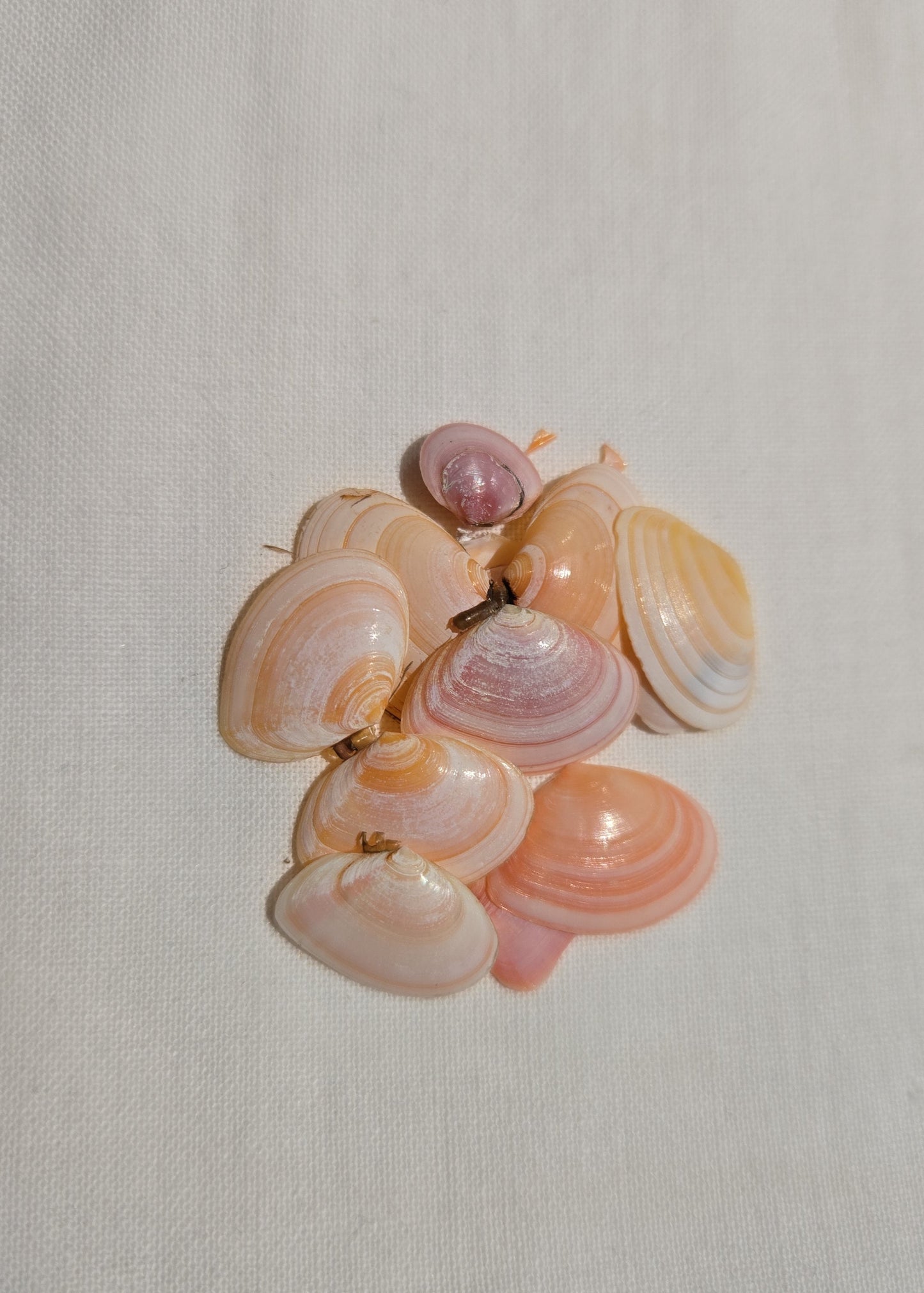 Bracelet Rose poudré