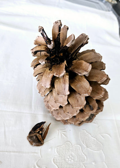 Pomme de pin